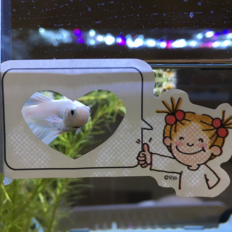 コトブキ工芸/インテリア/トラディショナルベタ/ベタ水槽/ホワイト&hellip;などのインテリア実例 20181115 200336
