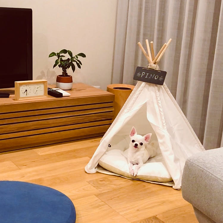 ティピーテント/犬と暮らす/リビングのインテリア実例 20190406 231650 ｜ RoomClip（ルームクリップ）