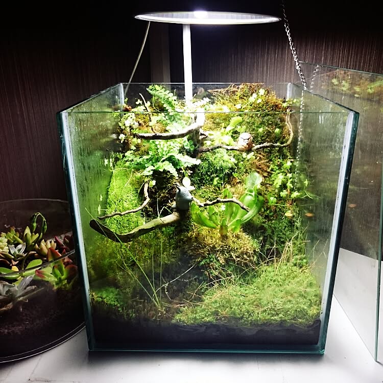 ベッド周り/流木/アクアリウム/観葉植物/水槽&hellip;などのインテリア実例 20150412 194638 ｜ RoomClip