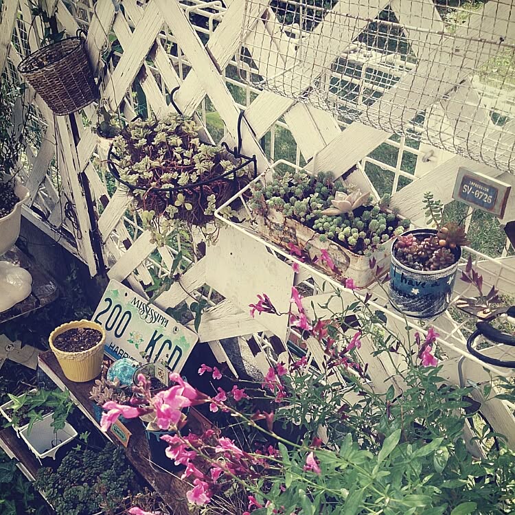 部屋全体/リメ缶/チェリーセージ/多肉植物/サンキューマートのインテリア実例 20151015 122848 ｜ RoomClip