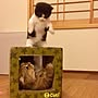 Lounge/爪とぎ/猫部屋/小上がり和室/和室/ねこ…などのインテリア実例 - 2017-04-03 21:36:25 | RoomClip(ルームクリップ) 女性で、4LDKのLounge/爪とぎ/猫部屋/小上がり和室/和室/ねこ…などについてのインテリア実例を紹介。