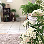 Entrance/花のある暮らし/八重咲きコデマリ/コデマリのインテリア実例 - 2018-04-23 19:12:04 | RoomClip(ルームクリップ) 女性で、4LDKのEntrance/花のある暮らし/八重咲きコデマリ/コデマリについてのインテリア実例を紹介。