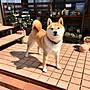多肉寄せ植え/いいね♪いつもありがとうございます❤️/インスタで動画アップしてます❣️/diy熱止まらない!!…などのインテリア実例 - 2018-04-20 07:33:28 | RoomClip(ルームクリップ) 女性で、4LDKの多肉寄せ植え/いいね♪いつもありがとうございます❤️/インスタで動画アップしてます❣️/diy熱止まらない!!…などについてのインテリア実例を紹介。