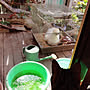 My Desk/メダカの稚魚/動画はインスタにて/保護ねこ部/キジトラ…などのインテリア実例 - 2018-10-14 11:58:10 | RoomClip(ルームクリップ) 女性で、3LDKのMy Desk/メダカの稚魚/動画はインスタにて/保護ねこ部/キジトラ…などについてのインテリア実例を紹介。