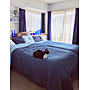 Bedroom/ねこのいる日常/ブルー/ニトリベッドカバー/IKEA枕カバー/IKEAシーツ…などのインテリア実例 - 2018-10-19 07:36:59 | RoomClip(ルームクリップ) 女性で、4LDKのBedroom/ねこのいる日常/ブルー/ニトリベッドカバー/IKEA枕カバー/IKEAシーツ…などについてのインテリア実例を紹介。