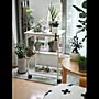 Lounge/観葉植物/ビカクシダ/キセログラフィカ/ドゥーラティー/ベンジャミンバロック…などのインテリア実例 - 2015-05-27 17:44:12 | RoomClip(ルームクリップ) 3LDKのLounge/観葉植物/ビカクシダ/キセログラフィカ/ドゥーラティー/ベンジャミンバロック…などについてのインテリア実例を紹介。