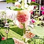 ホリホック/タチアオイ/庭/Gardeningやってます/Blogやってません/NO GREEN NO LIFE…などのインテリア実例 - 2014-09-01 14:25:43 | RoomClip(ルームクリップ) のホリホック/タチアオイ/庭/Gardeningやってます/Blogやってません/NO GREEN NO LIFE…などについてのインテリア実例を紹介。