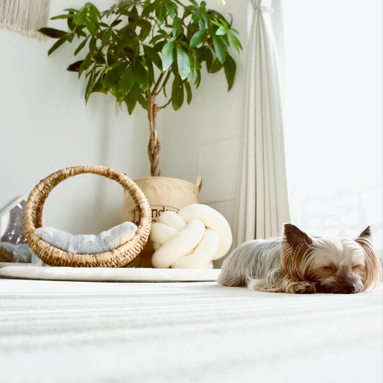 犬との暮らしをもっと快適に わんこが喜ぶ暮らしのヒント Roomclip Mag 暮らしとインテリアのwebマガジン 犬との暮らしをもっと快適に わんこが喜ぶ暮らしのヒント Roomclip Mag 暮らしとインテリアのwebマガジン