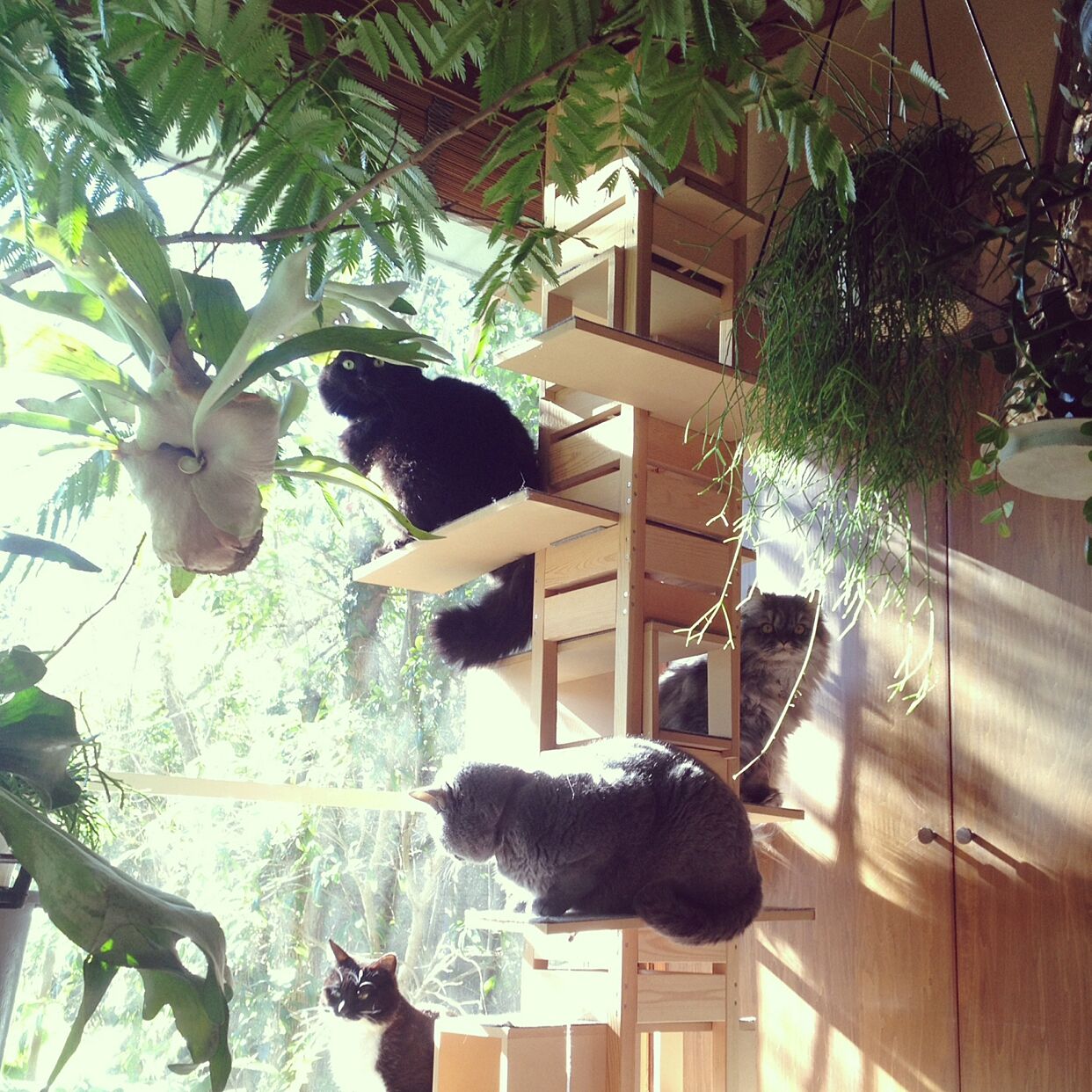 猫のびのび、家族くつろげる♡キャットタワーのあるお部屋 | RoomClip