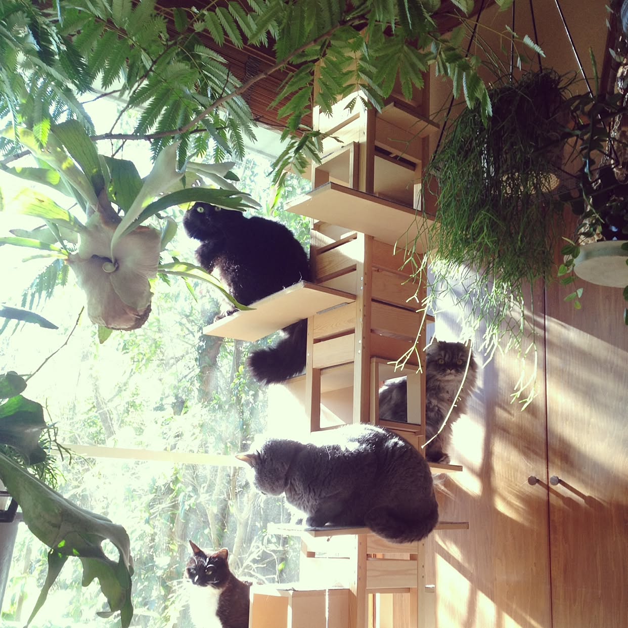 猫のびのび、家族くつろげる♡キャットタワーのあるお部屋