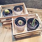 捨てる前におうちでリサイクル！新たな使い道が見つかるペットボトルの再利用方法