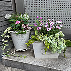 【今週の〇〇】テーマは「植物のある暮らし」！最新の投稿写真をピックアップ