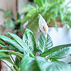 園芸屋さん顔負けの品ぞろえ！種類豊富なダイソーの「観葉植物」