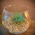 取り入れるだけでセンスアップ!無印良品のインテリアグリーンと関連グッズをご紹介