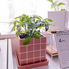 【みんなが選んだ！】グリーンのある暮らしを楽しみたい方へ♪Standard Productsの植物まわりのアイテム5選