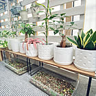 植物をいっそう引き立てる！バリエーション豊富なダイソーの植木鉢&ポット6選