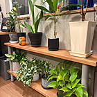 【今週の〇〇】テーマは「植物のある暮らし」！最新の投稿写真をピックアップ