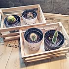 捨てる前におうちでリサイクル！新たな使い道が見つかるペットボトルの再利用方法