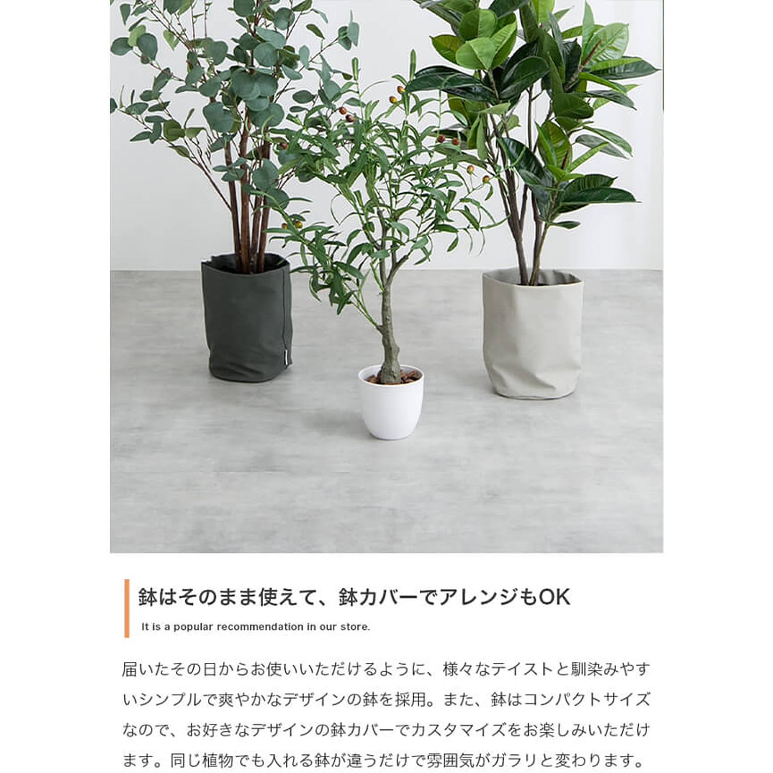 観葉植物
