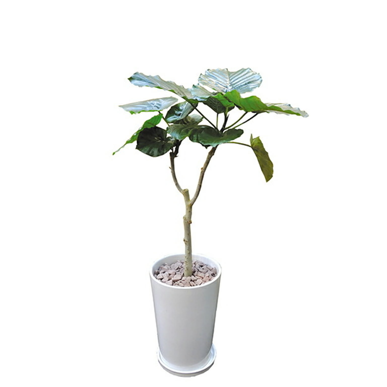 INTERIOR PLANTS陶器Lシリーズ/ウンベラータ (株)インタープラネット