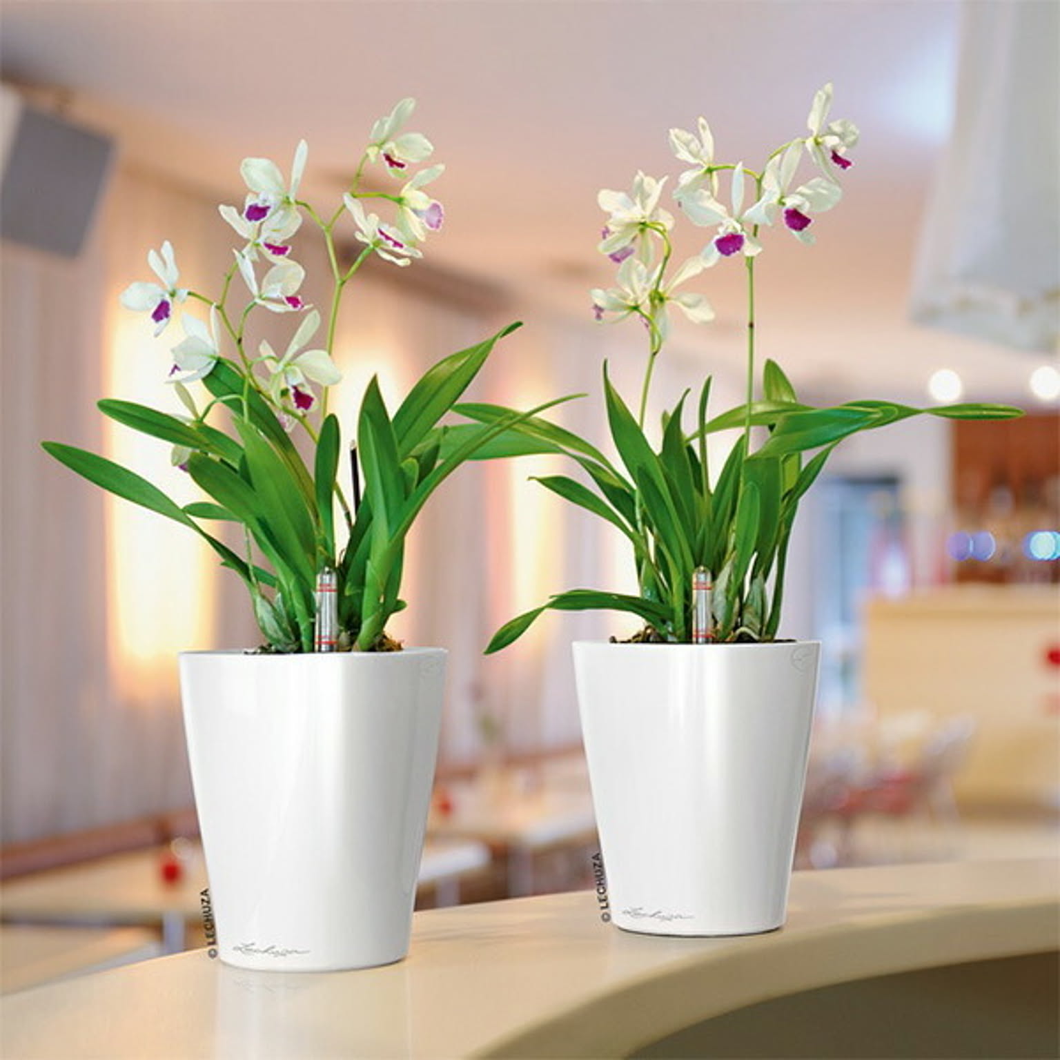 プランター・植木鉢