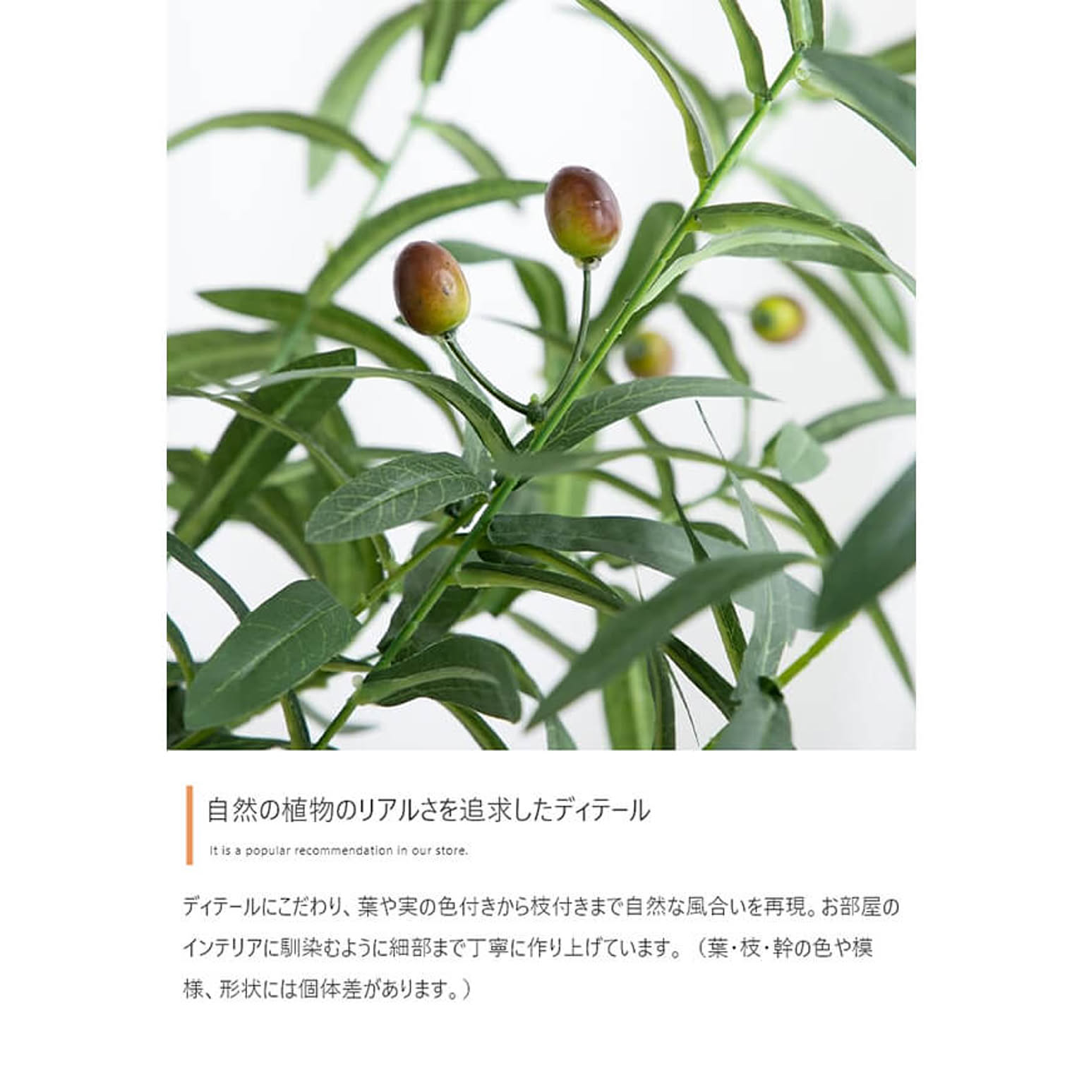 観葉植物