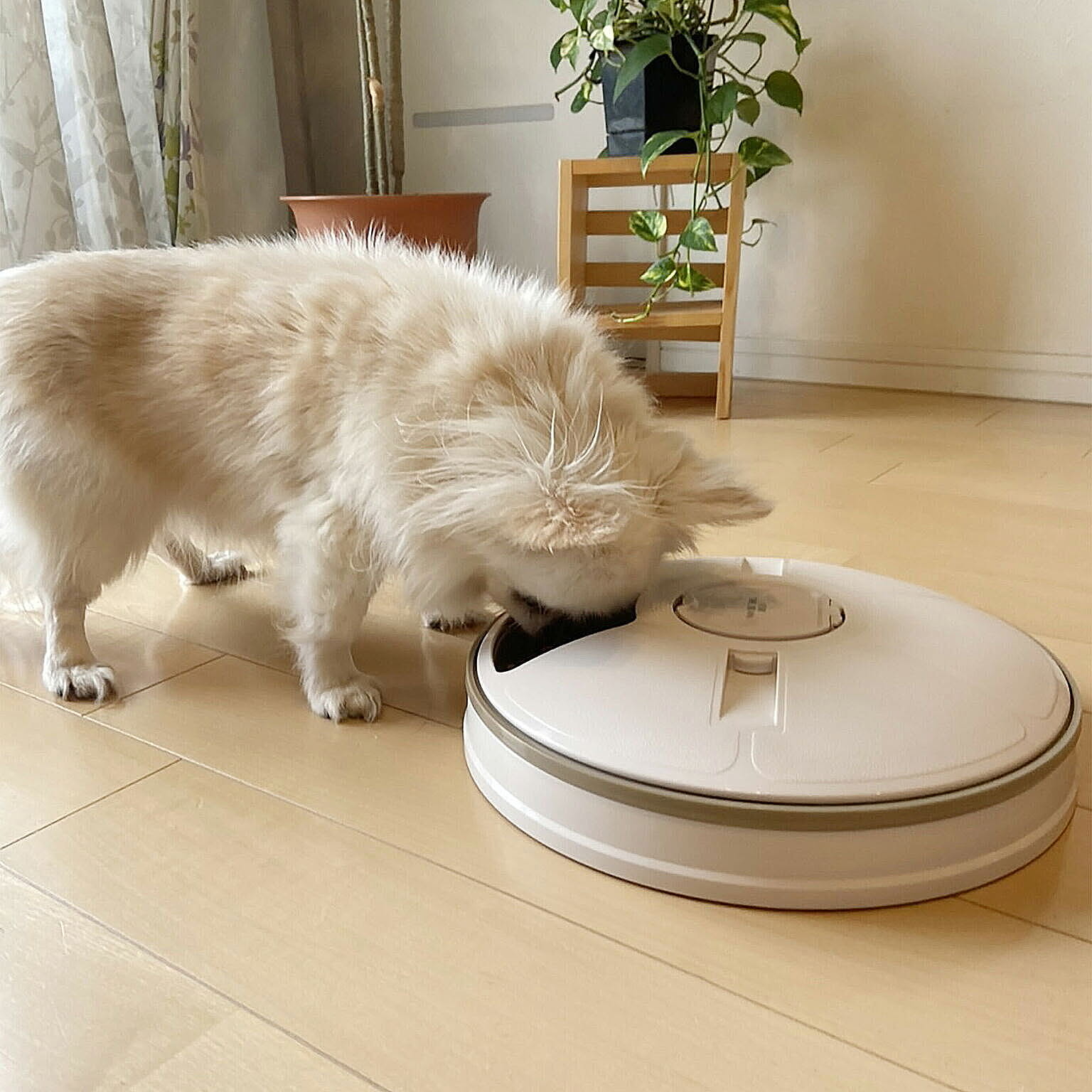 その他の動物のインテリア・その他の動物の家具