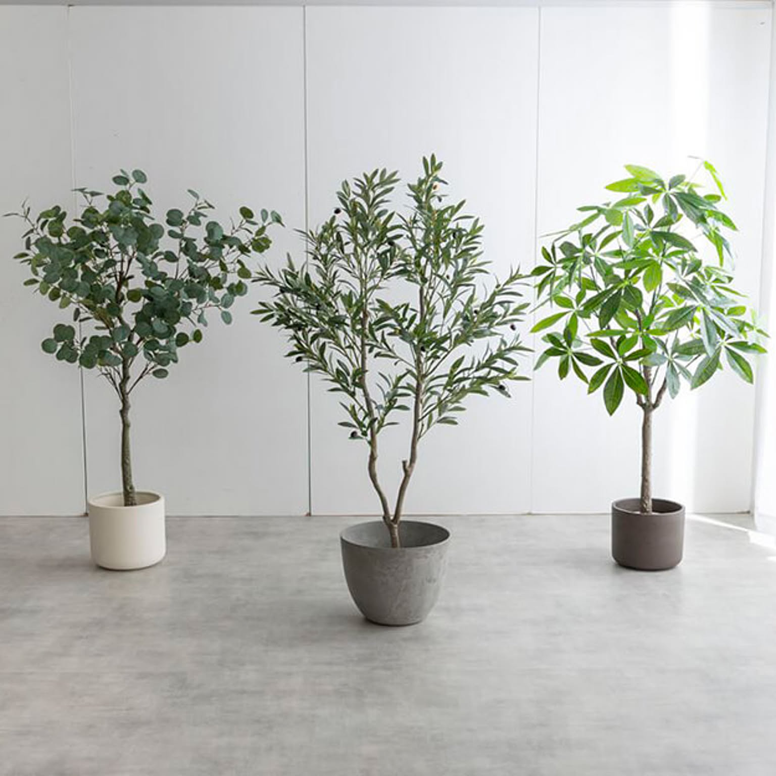 観葉植物