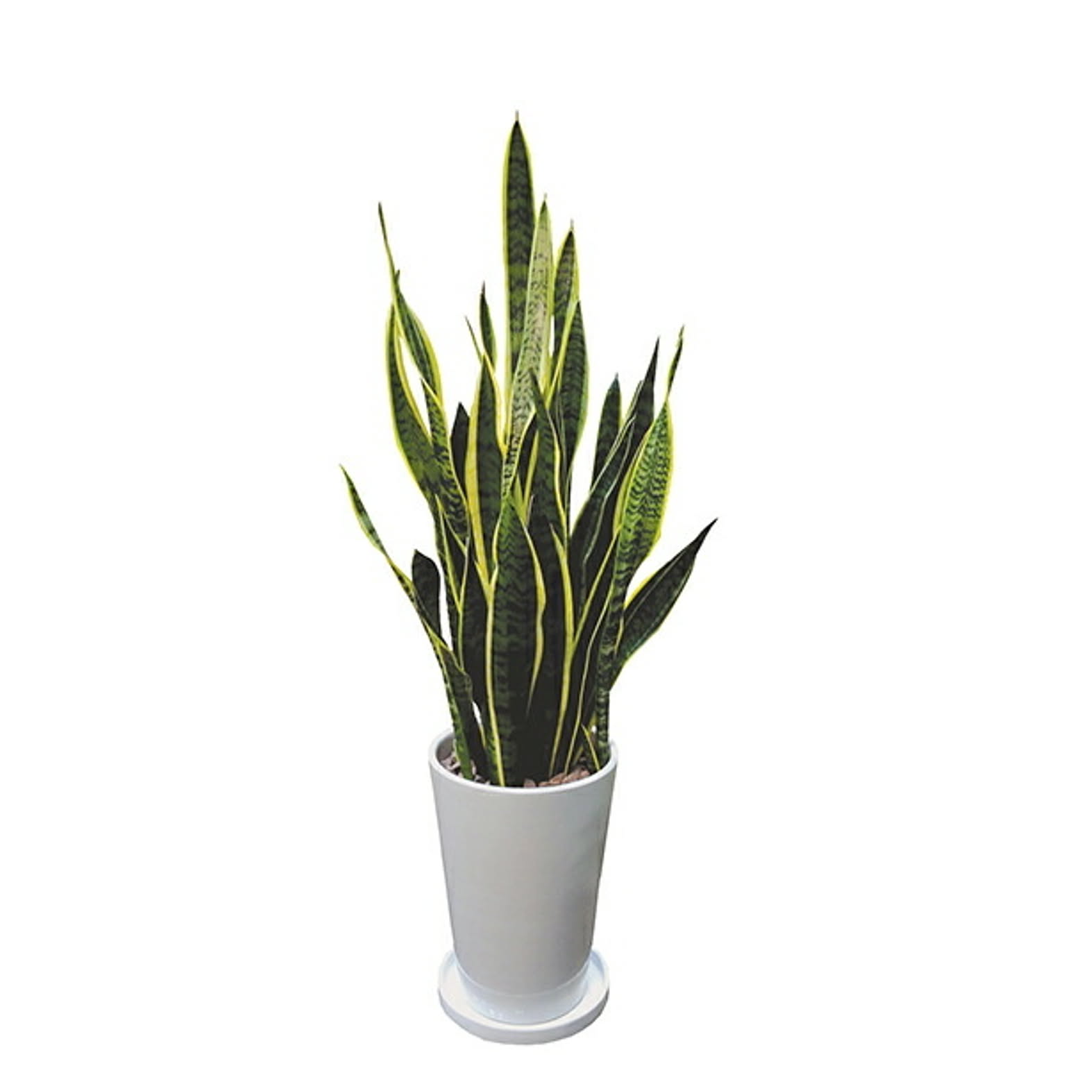 INTERIOR PLANTS陶器LLシリーズ/サンスベリア (株)インタープラネット