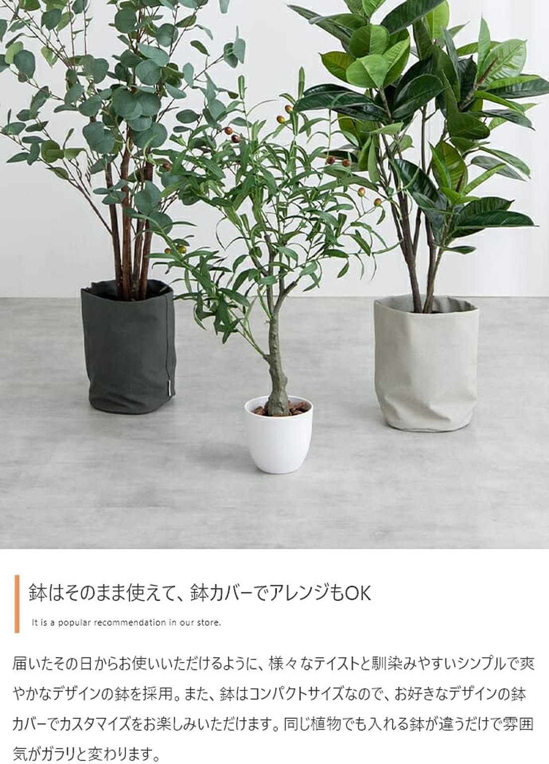 観葉植物