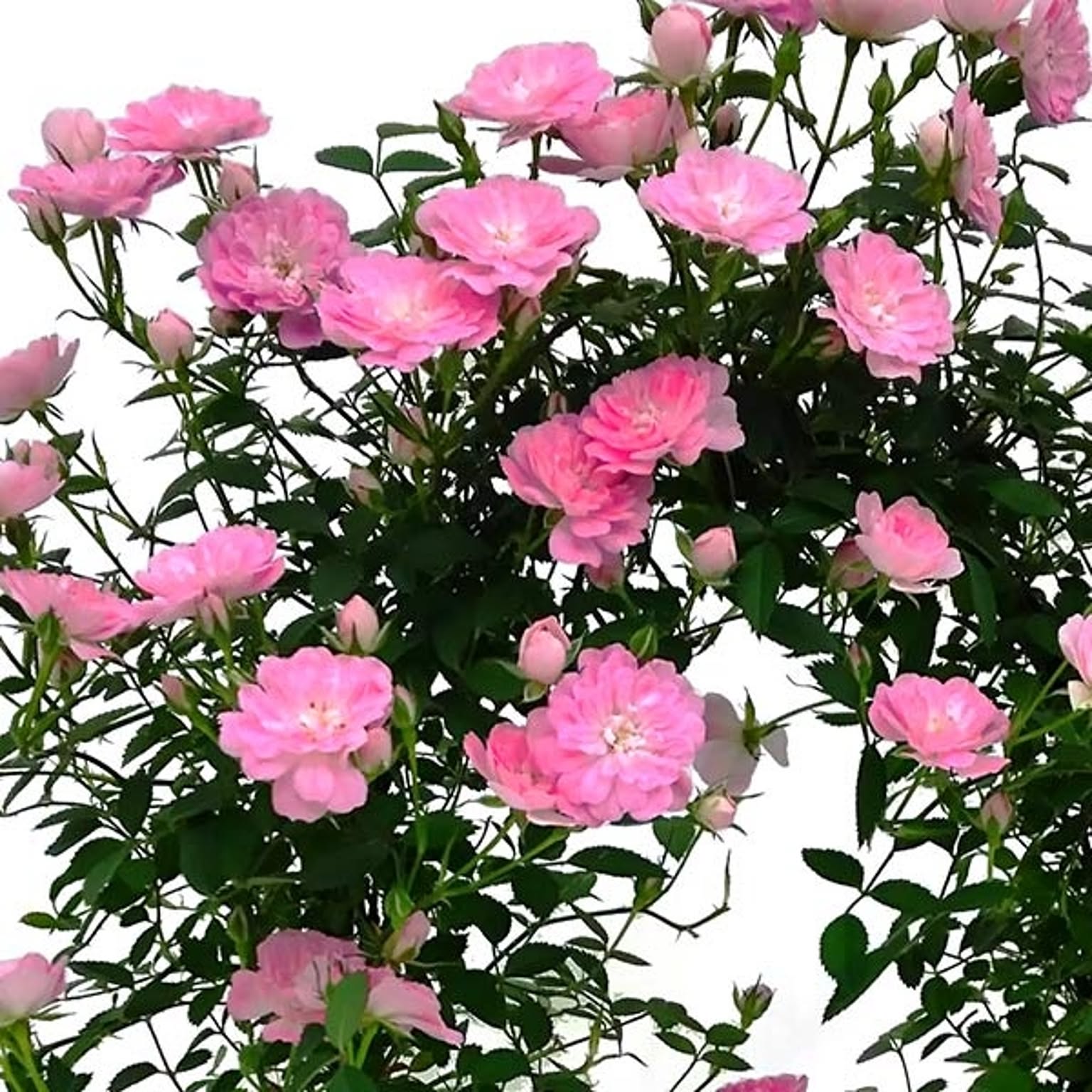 造花・アートフラワー