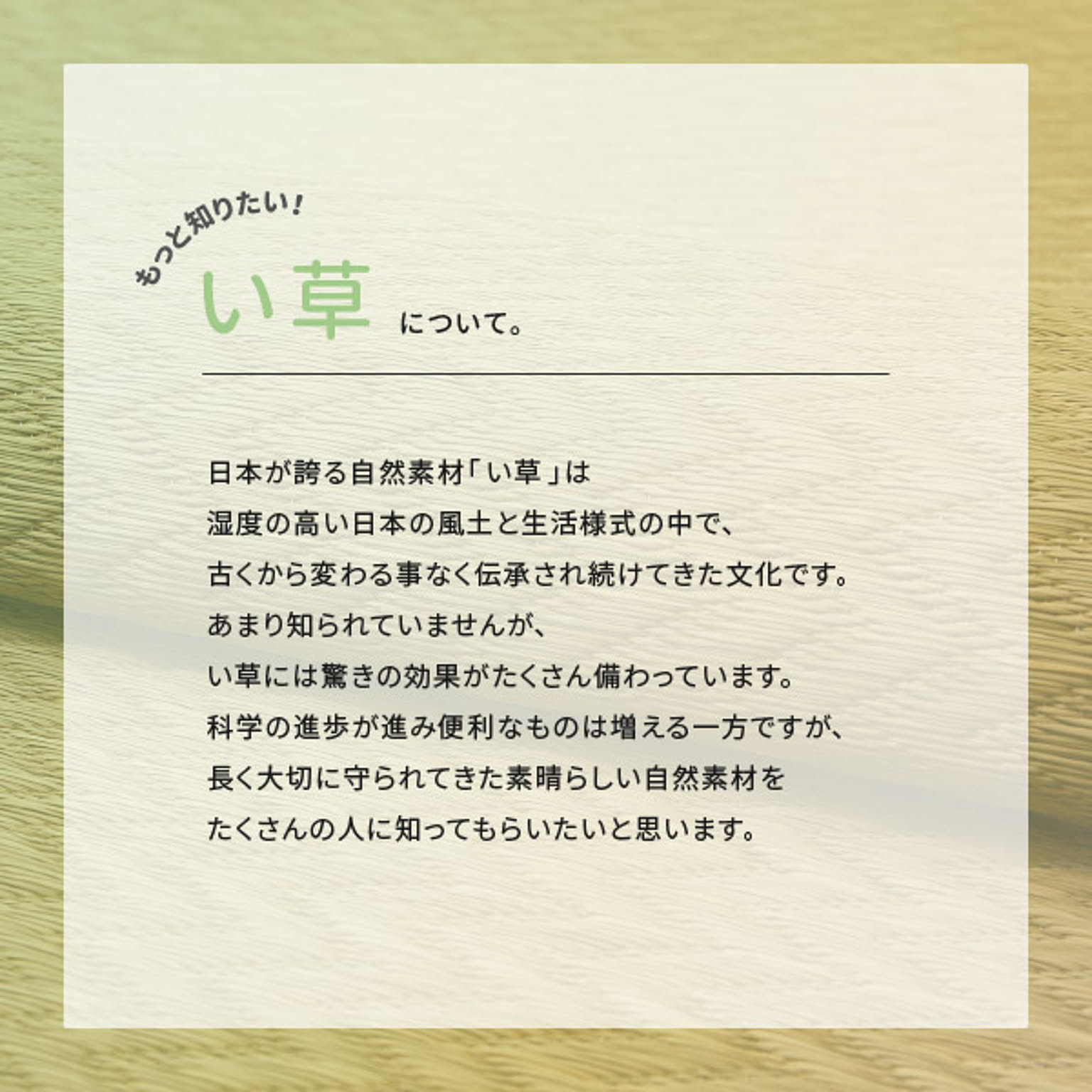 ござ・い草ラグ