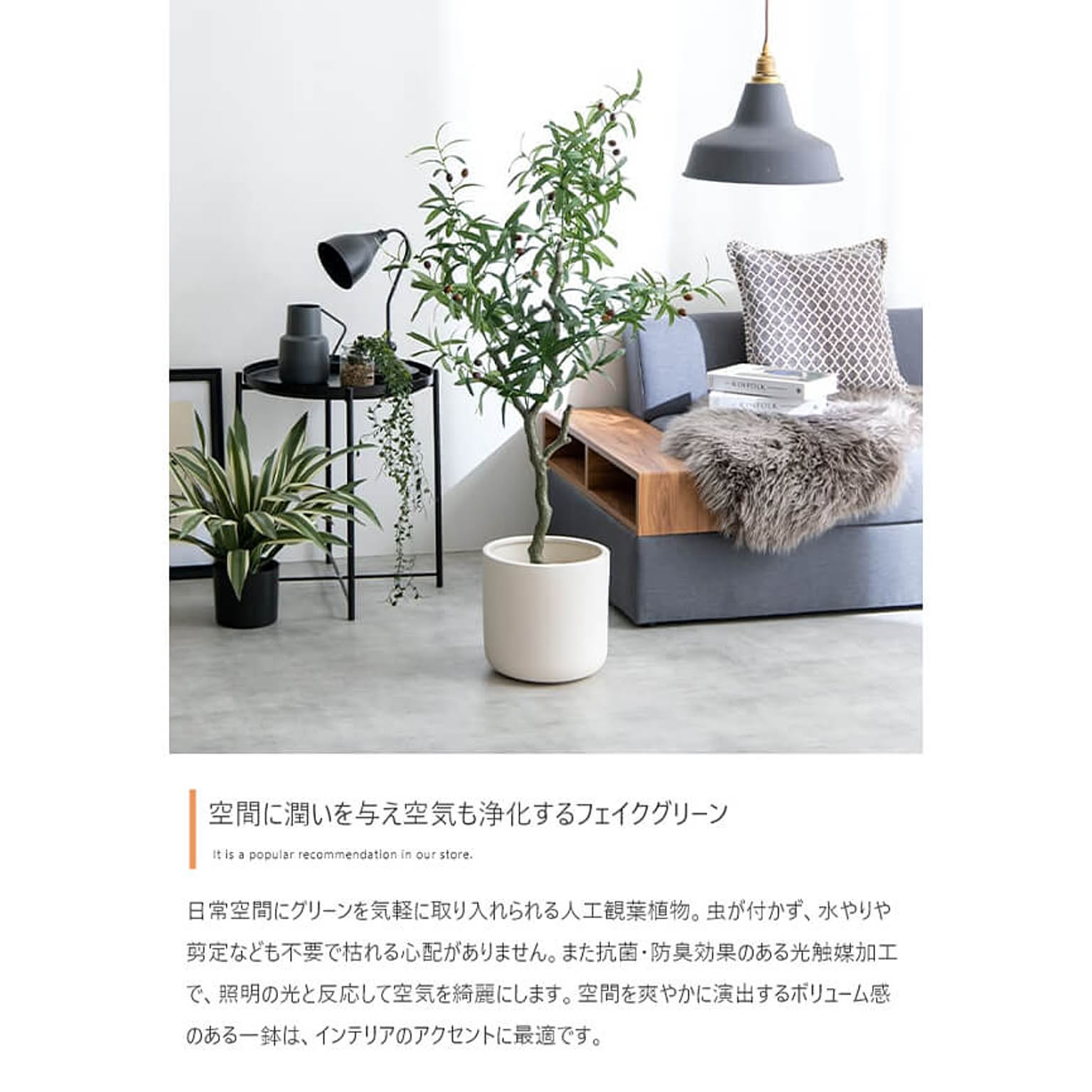 観葉植物