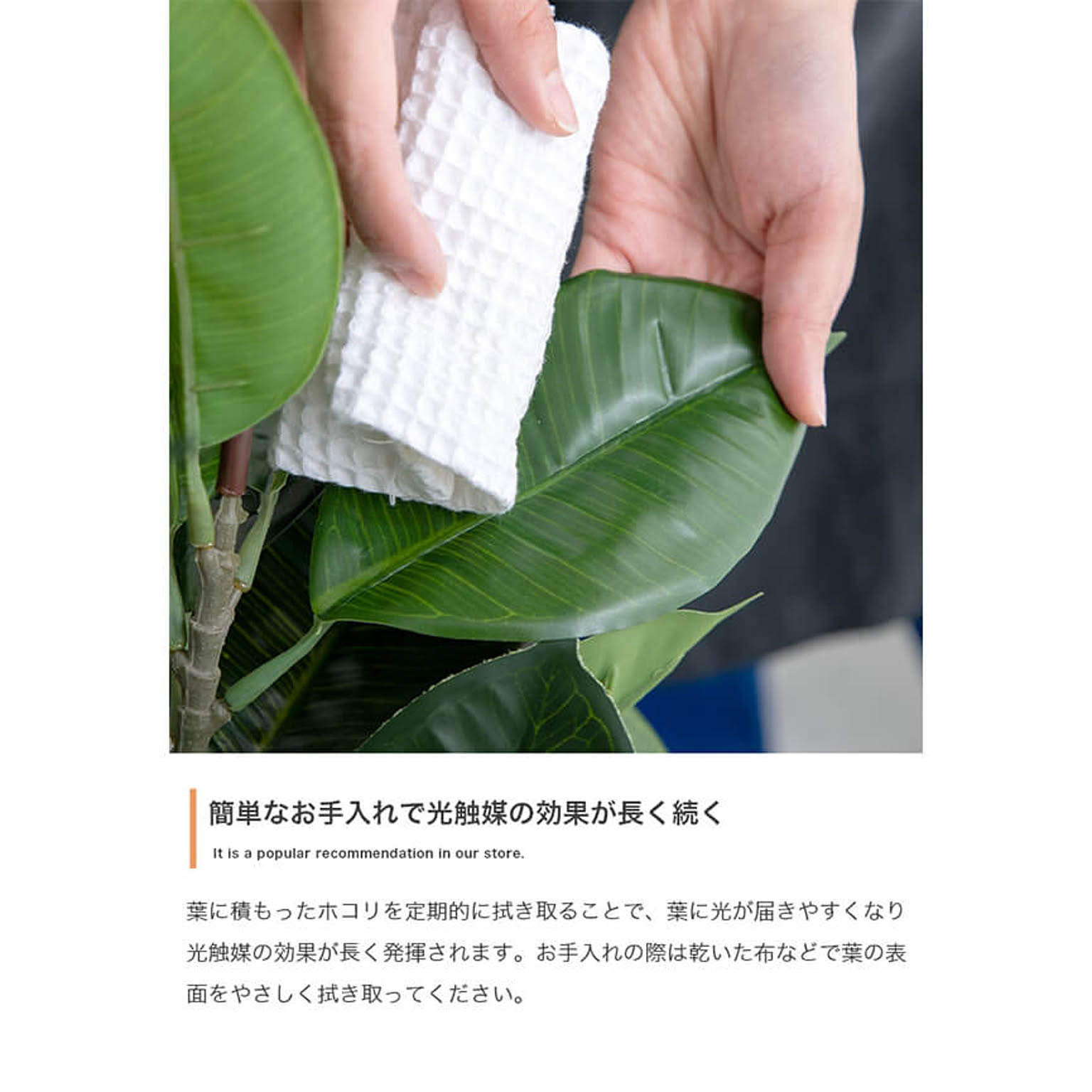 観葉植物