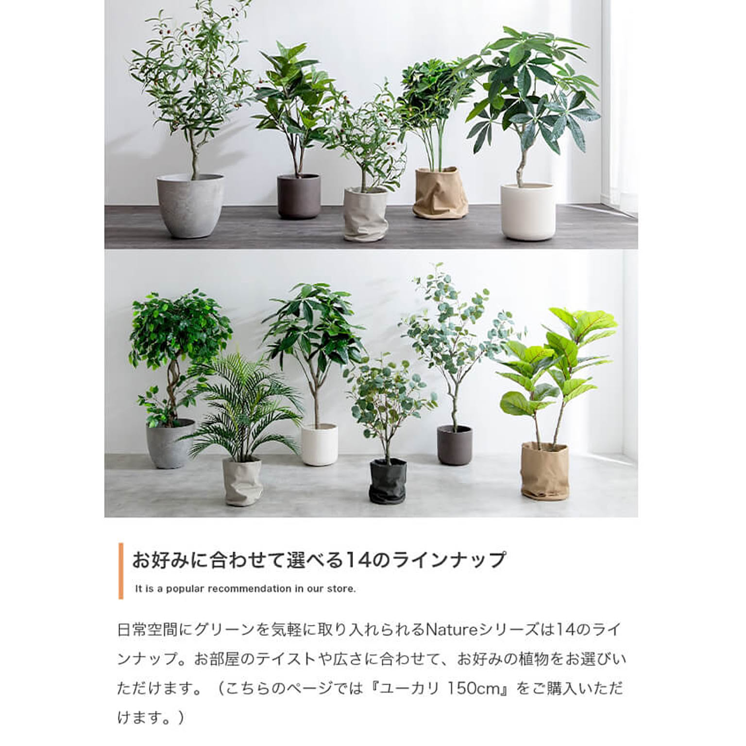 観葉植物