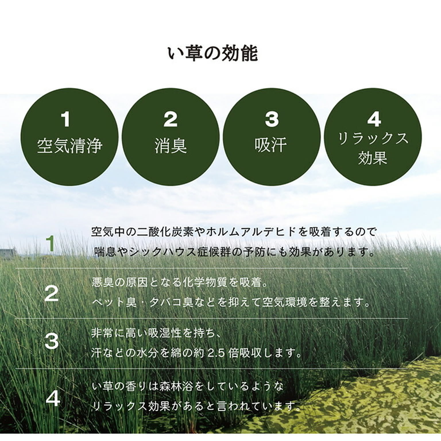 ござ・い草ラグ