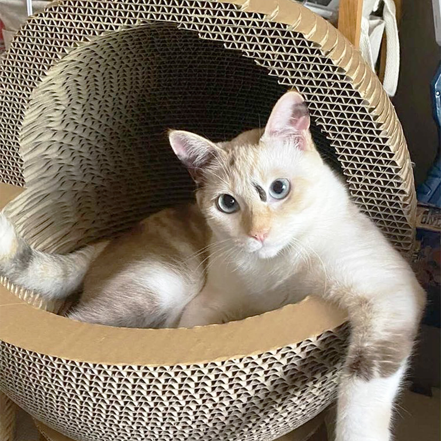 猫用インテリア・猫用家具