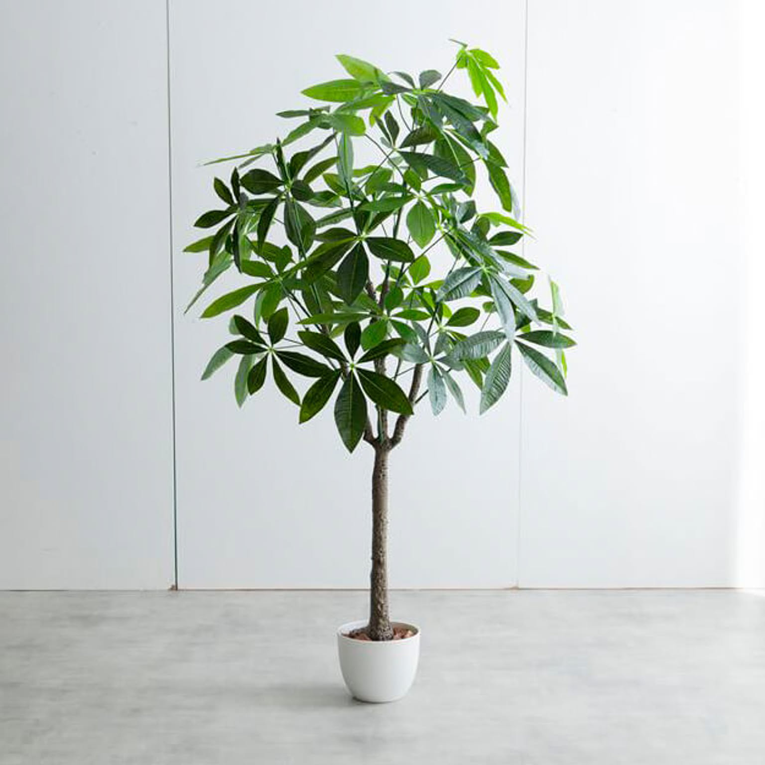 観葉植物