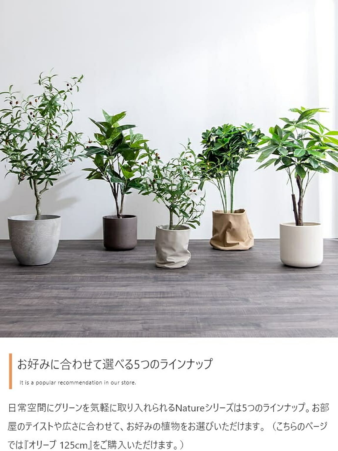観葉植物