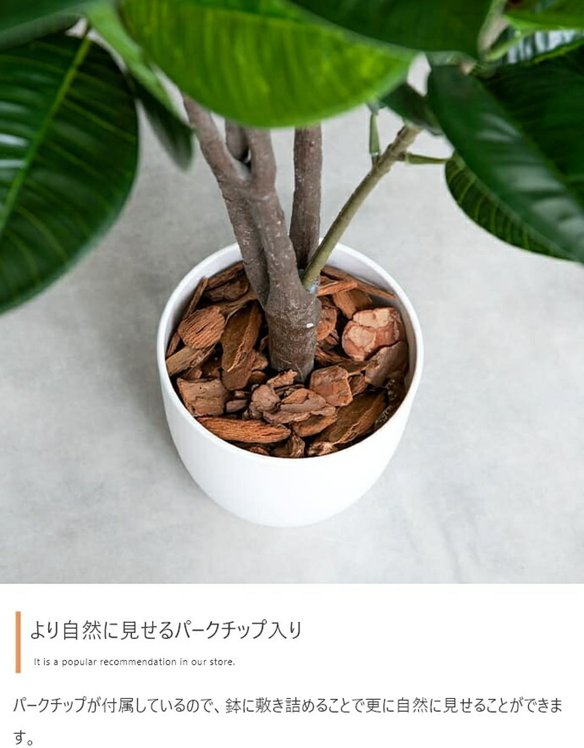 観葉植物