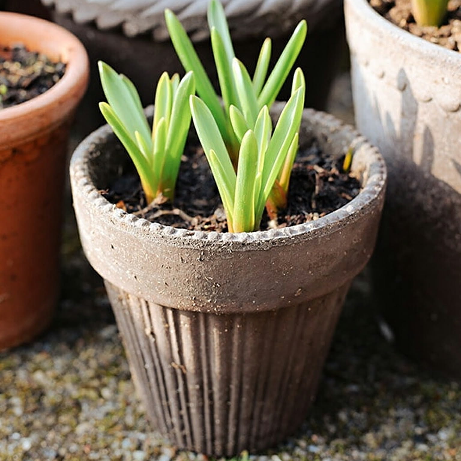 プランター・植木鉢