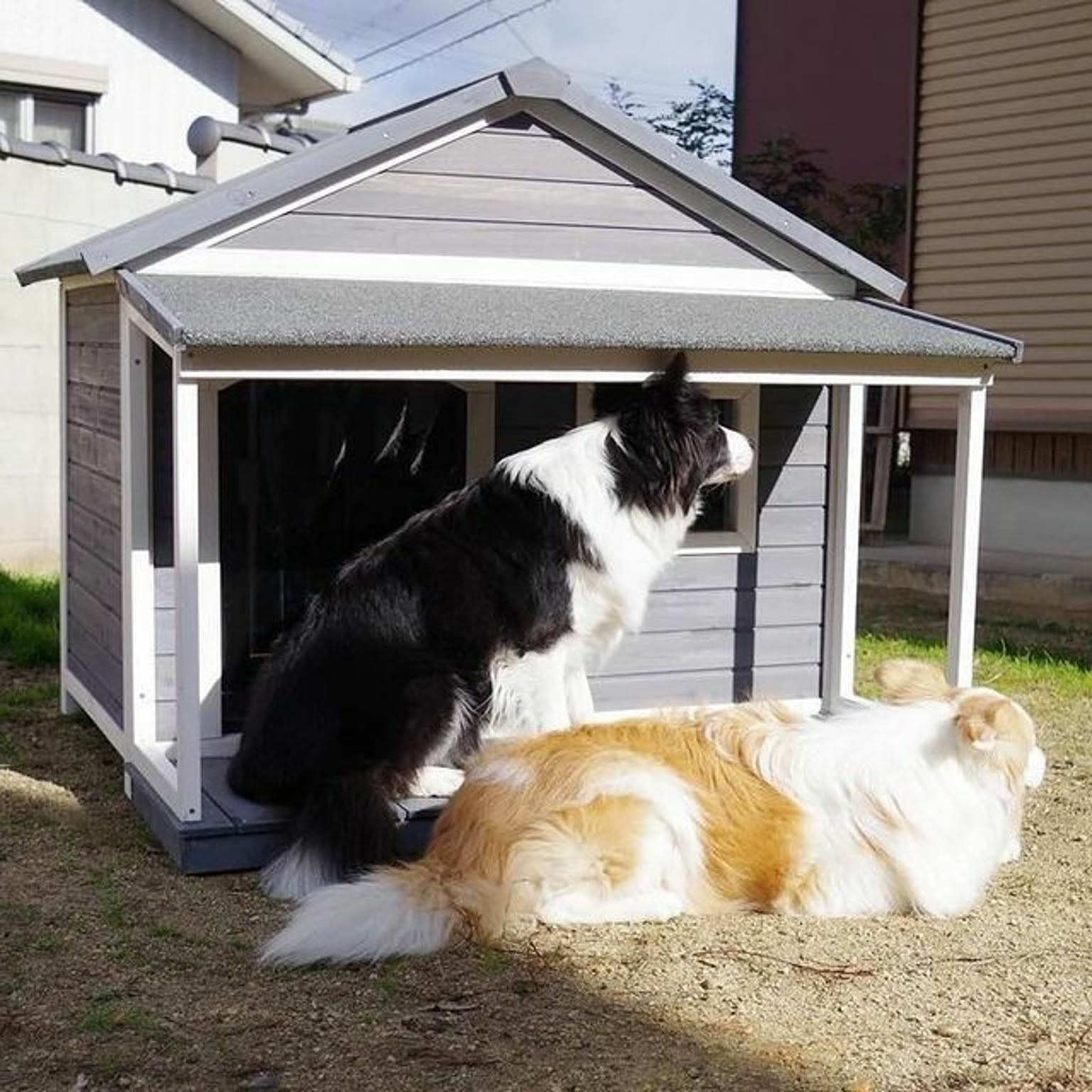 犬用インテリア・犬用家具