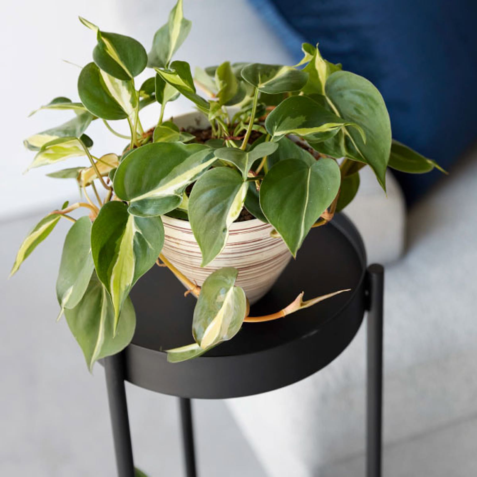 プランター・植木鉢