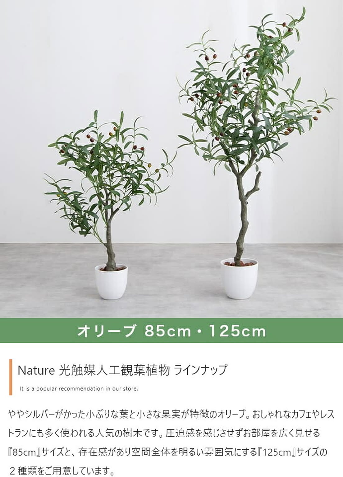 観葉植物