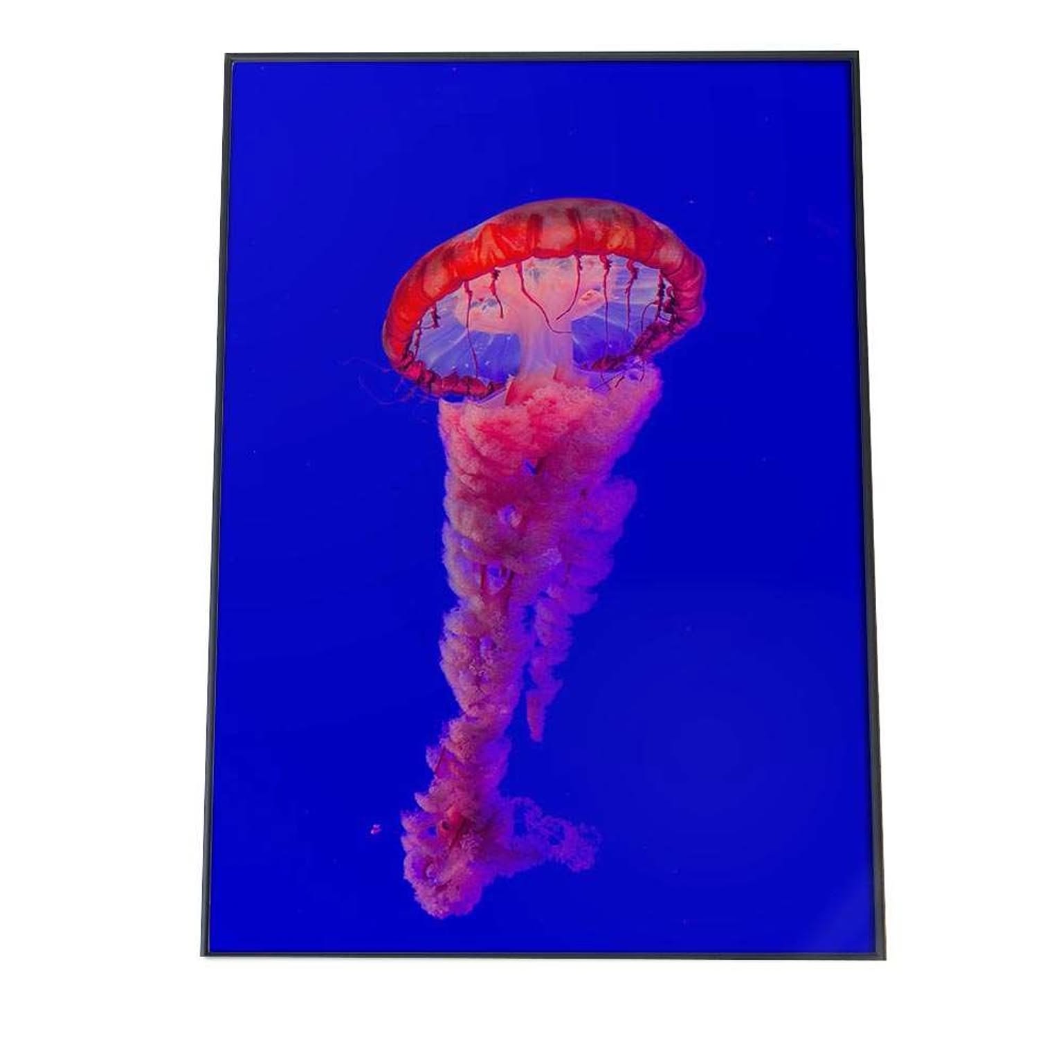 EFPI クラゲ くらげ ジェリーフィッシュ ポスター 海の生き物