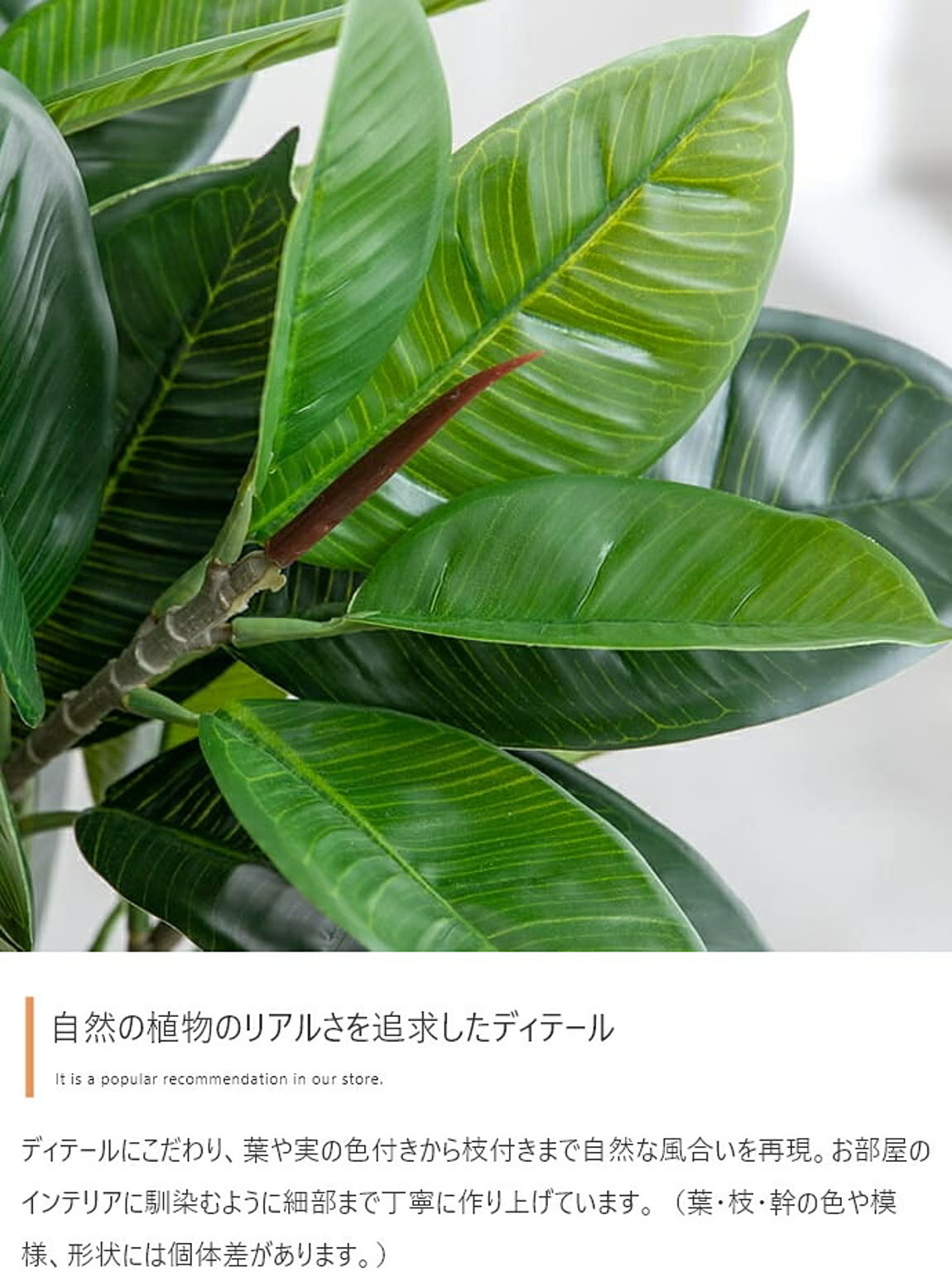観葉植物
