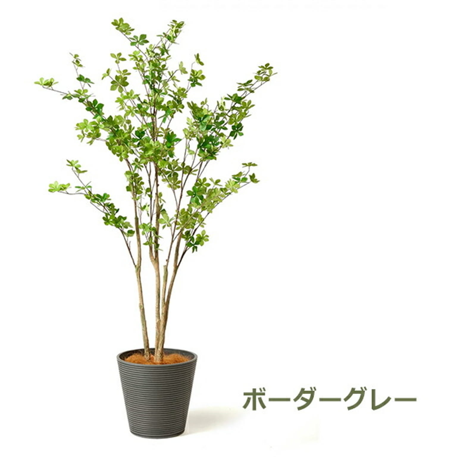 GREENPARK ドウダンツツジ GWプランター H165cm PRGR-1249 プリマ