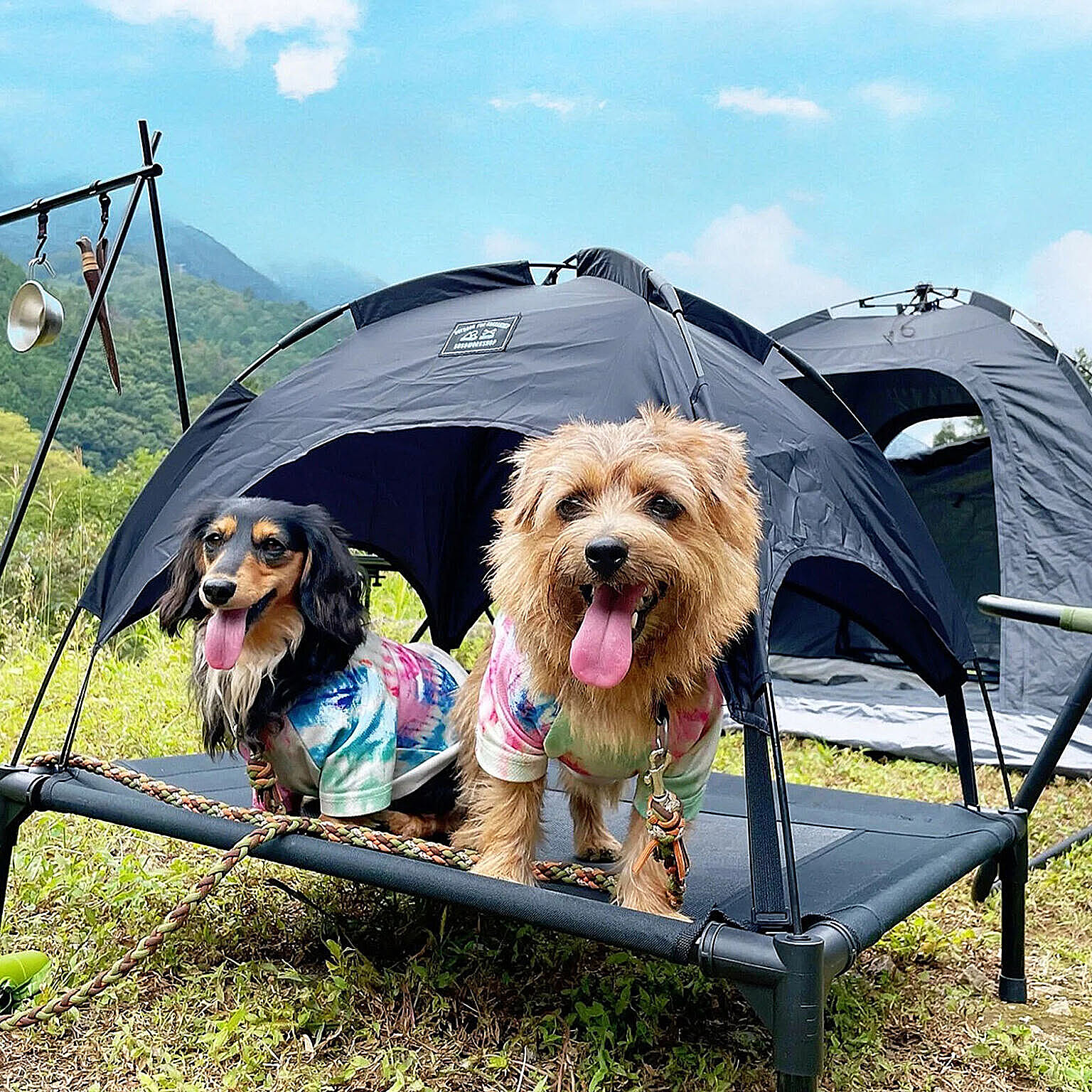 その他の動物のインテリア・その他の動物の家具
