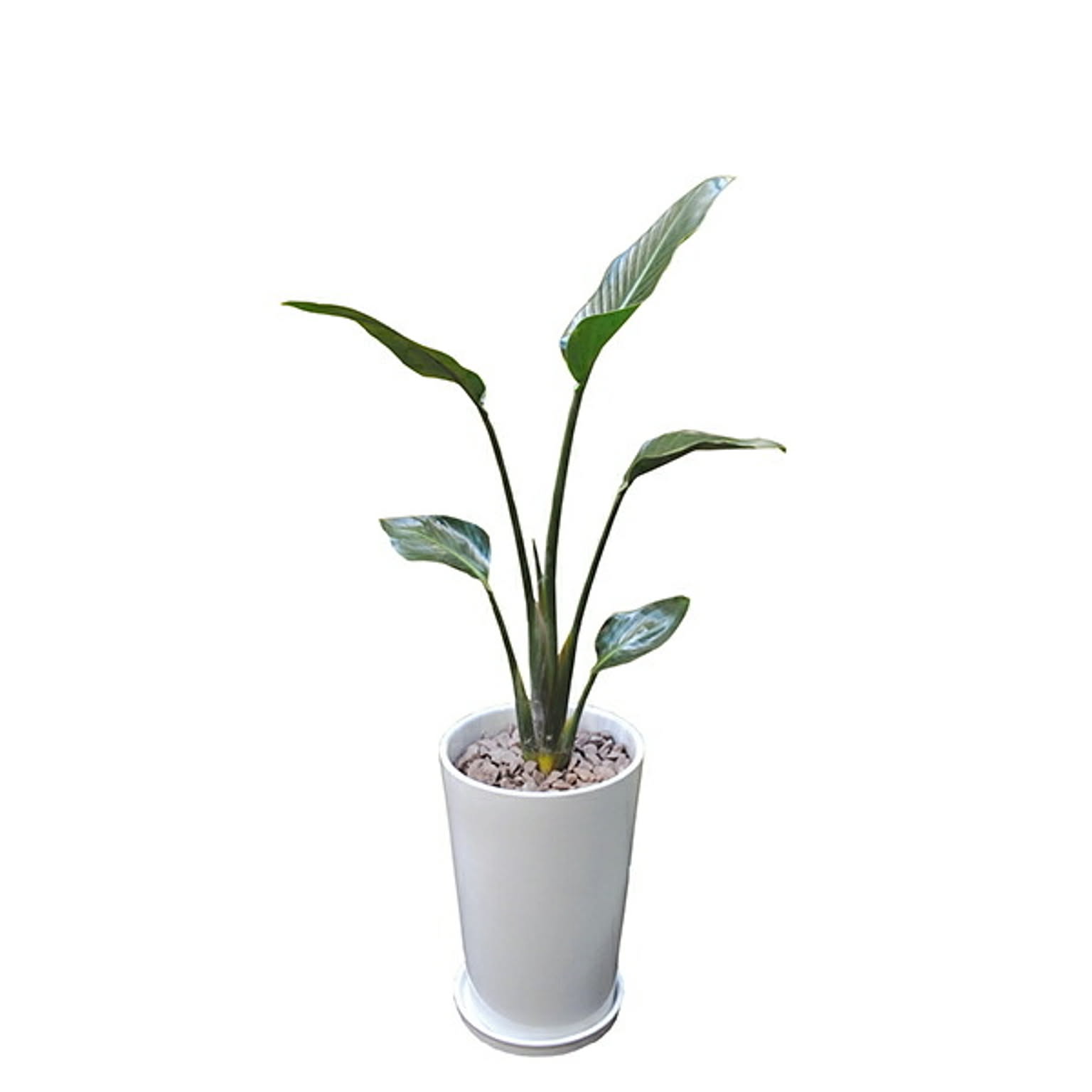 INTERIOR PLANTS陶器Lシリーズ/オーガスタ (株)インタープラネット