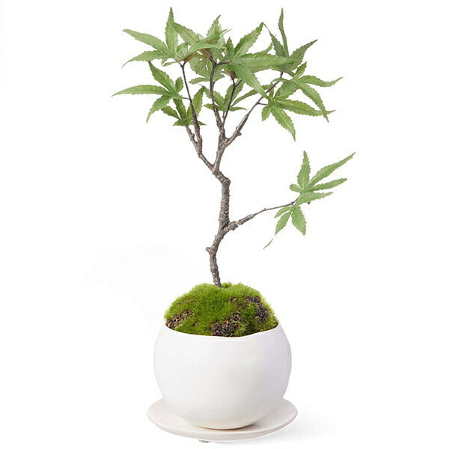 CUPBON 盆栽 モミジ 皿付小鉢 白 フェイクグリーン PRGR-1338 プリマ